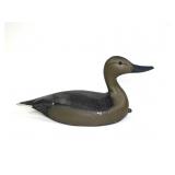 Hen pintail marked TM Hen pintail marked TM