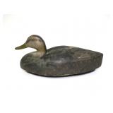 Black duck Black duck