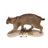 Bobcat Full Mount,