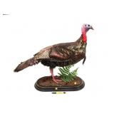 Tom Turkey Trophy Full Mount, 7" Beard, 1" Spurs