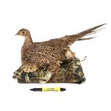 Hen Pheasant mount with chicks