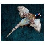 Cock pheasant flying mount