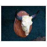 Buffalo Skull Mount