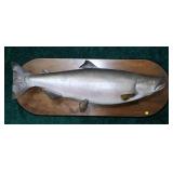 Alaskan Salmon Trophy Mount
