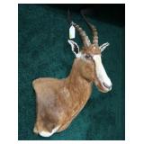 Blesbok Trophy Mount