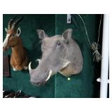 Warthog Trophy Mount