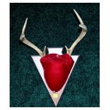 6 pt. Whitetail mounted rack