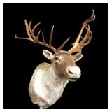 Woodland caribou trophy mount