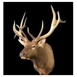 7x6 Trophy Bull Elk, Utah