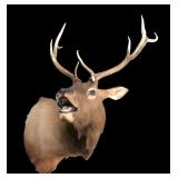 4x4 Trophy Bull Elk