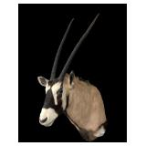 Gemsbok Trophy Mount