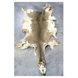 Piebald tanned deer cape