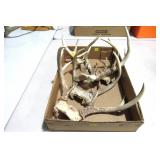 Lot, 4 deer antlers