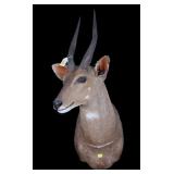 Bushbuck mount