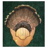 Wild Turkey Tail Feather Fan Oak Plaque