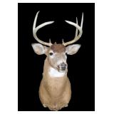 Trophy 8pt. White tail mount