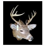 Trophy 12 pt. White tail mount