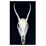 Whitetail Deer skull with broadhead still in skull