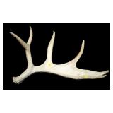 Moose shed