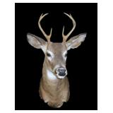 Trophy 7 pt. White tail mount