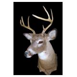 Trophy 7 pt. White tail mount