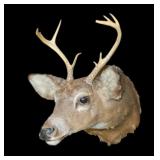 Trophy 8 pt. White tail mount