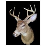 Trophy 7 pt. White tail mount