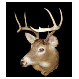 Trophy 8pt. White tail mount