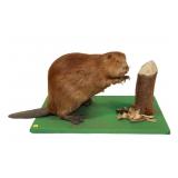 Full Beaver Mount