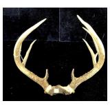 9-point trophy whitetail rack -LOCAL PICK UP ONLY