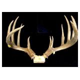 Replica 11-point trophy whitetail rack -LOCAL