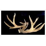10-point trophy rack -LOCAL PICK UP ONLY