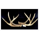 10-point trophy whitetail rack -LOCAL PICK UP ONLY