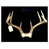 8-point trophy whitetail rack -LOCAL PICK UP ONLY