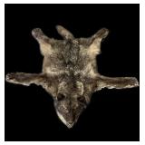 Trophy wolf rug, nose to tail: 67" L,