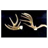 12-point trophy whitetail rack -LOCAL PICK UP ONLY