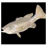 Trophy large mouth bass mount, overall length: 18"