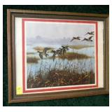 Greater Scaup framed print, frame size: 16" x 20"