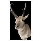 Trophy Pronghorn Mount