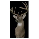 Trophy 9-Point Whitetail Buck Mount