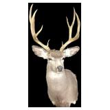 Trophy 10 Point Mule deer Mount