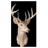 Trophy 8-Point Whitetail Buck Mount