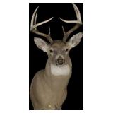 Trophy 8-Point Whitetail Buck Mount