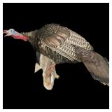 Trophy Tom Turkey Mount, 7" Beard