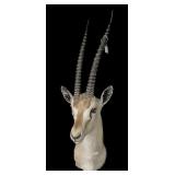 Trophy African mount, as is