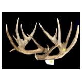 13-point trophy whitetail rack -LOCAL PICK UP ONLY