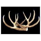 10-point trophy whitetail rack -LOCAL PICK UP ONLY