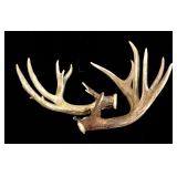13-point trophy whitetail rack -LOCAL PICK UP ONLY
