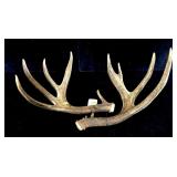 9-point trophy whitetail rack -LOCAL PICK UP ONLY