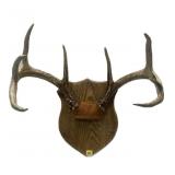 8-point whitetail rack on wooden plaque